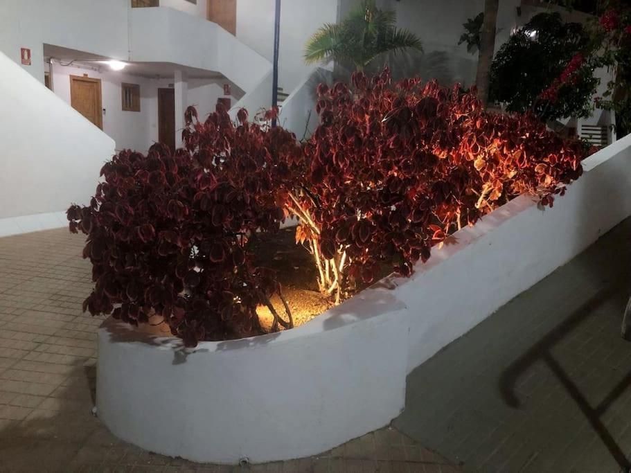 Apartamento Lucia Garden City Con Piscina Climatizada Playa Fanabe Exterior foto